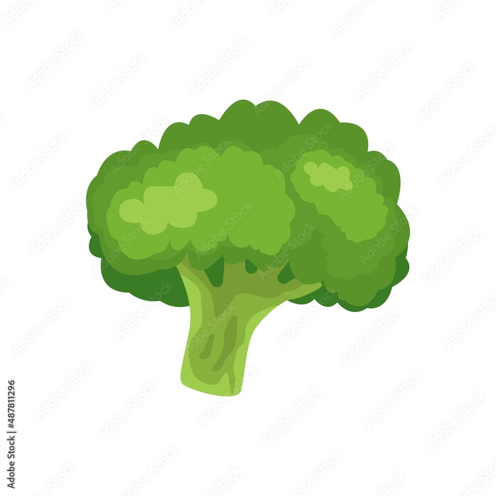 Vector illustration of broccoli isolated on white background