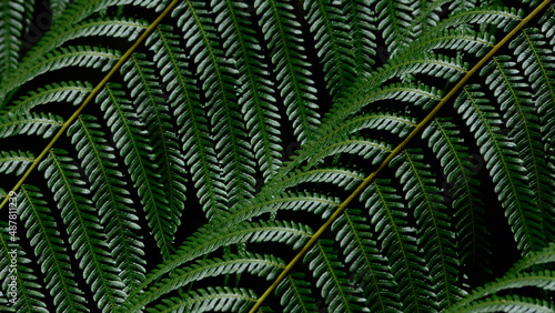 top veiw fern leaf texture background,living fossil concept.