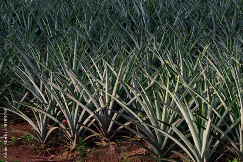 pineapple field organic plantation in Thailand.