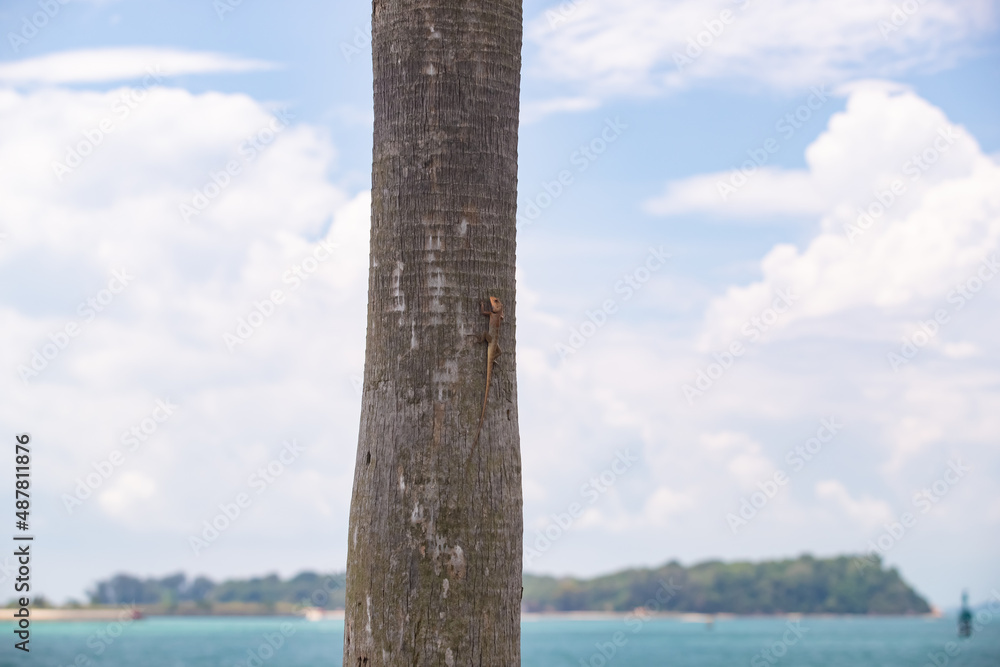 a small lizard with a long tail sits on the trunk of a tree, blue sea and island in the background