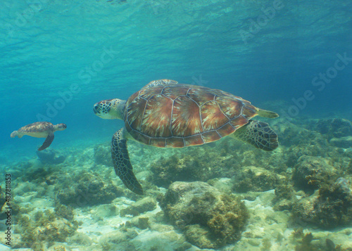                         underwater sea turtle , caribbean sea , Curacao island    © gustavo
