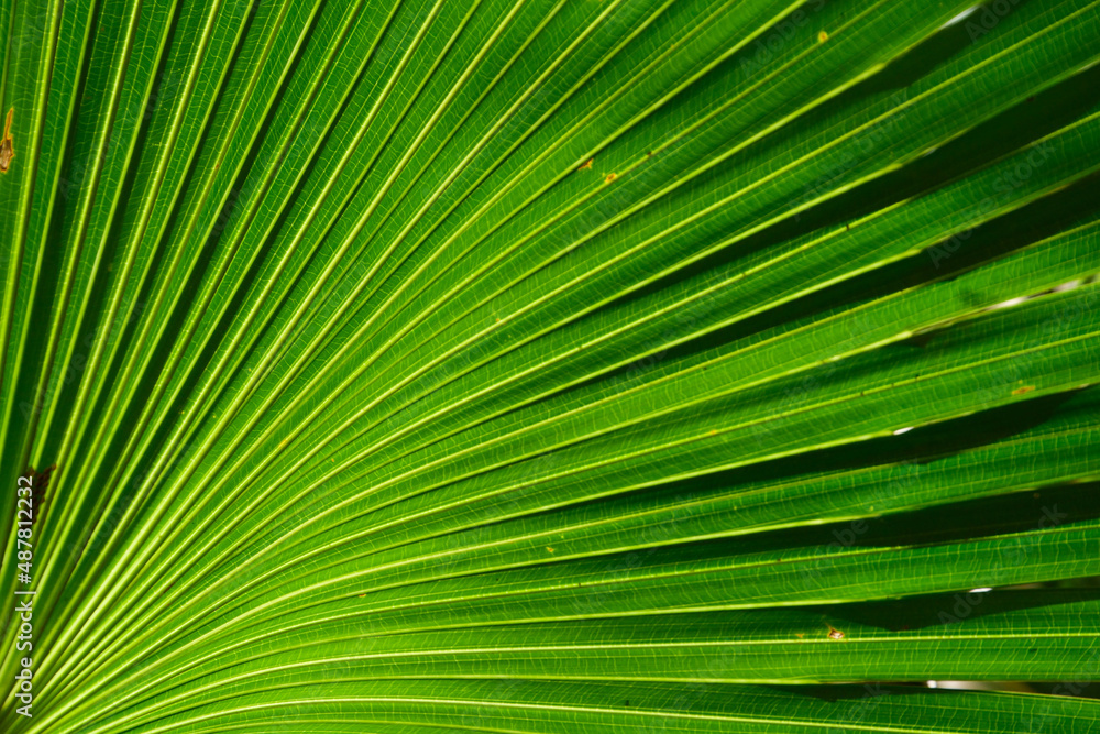 line on palm leaf abstract background line on palm leaf abstract background