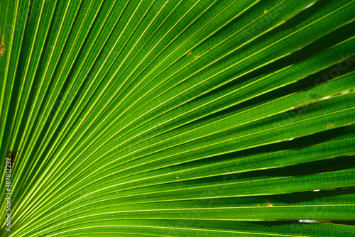 line on palm leaf abstract background