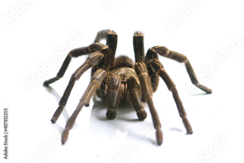 isolate Tarantula a giant spider on ground,poison animal conce[t/
