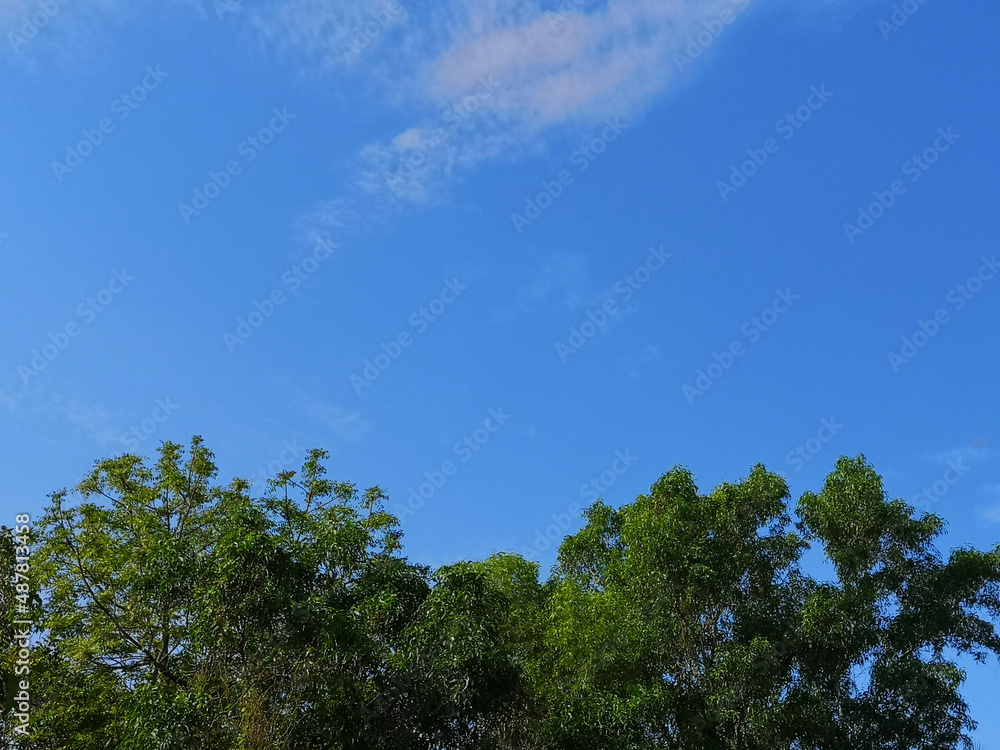 bush tree texture nature green leaves background Bark trunk rough surface texture plant and white cloud blue sky