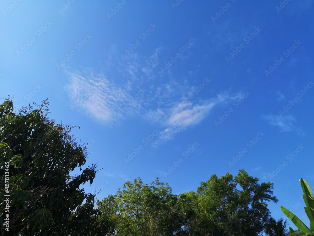 bush tree texture nature green leaves background Bark trunk rough surface texture plant and white cloud blue sky bush tree texture nature green leaves background Bark trunk rough surface texture plant and white cloud blue sky