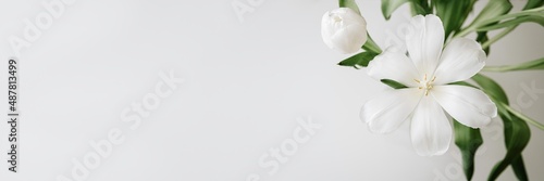 1x3 white spring flowers for Women's day blank
