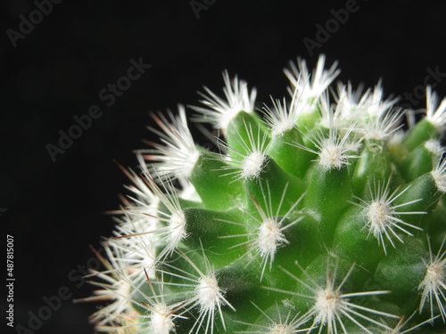 Cactus, succulent, thorns. Side 1