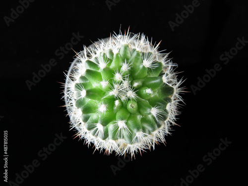 Cactus, succulent, thorns. Top  1