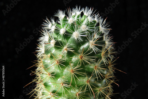 Cactus, succulent, thorns. Middle