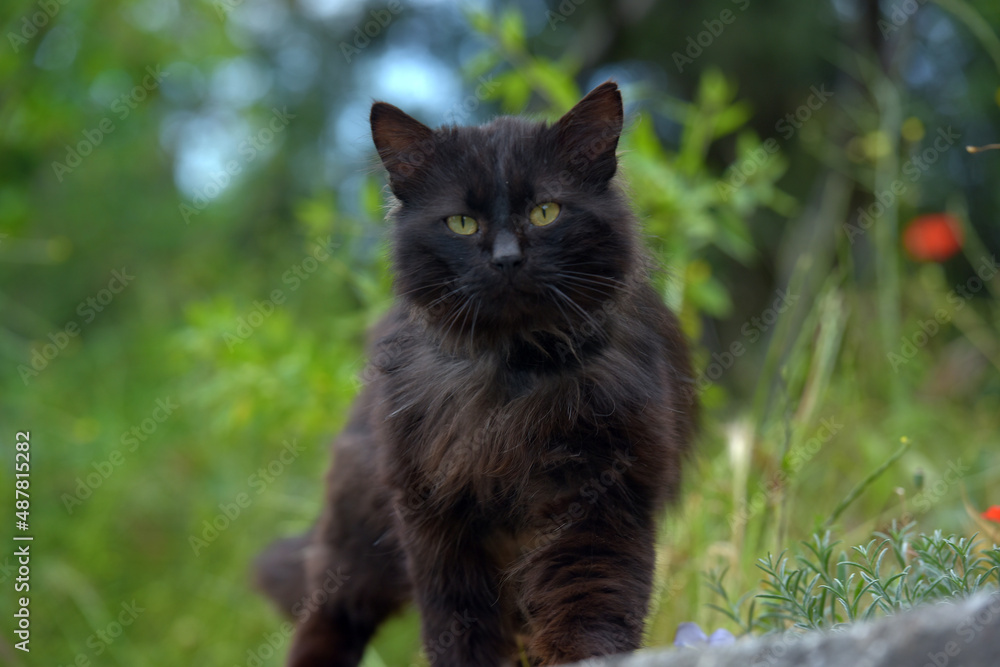 black homeless fluffy cat in green grass