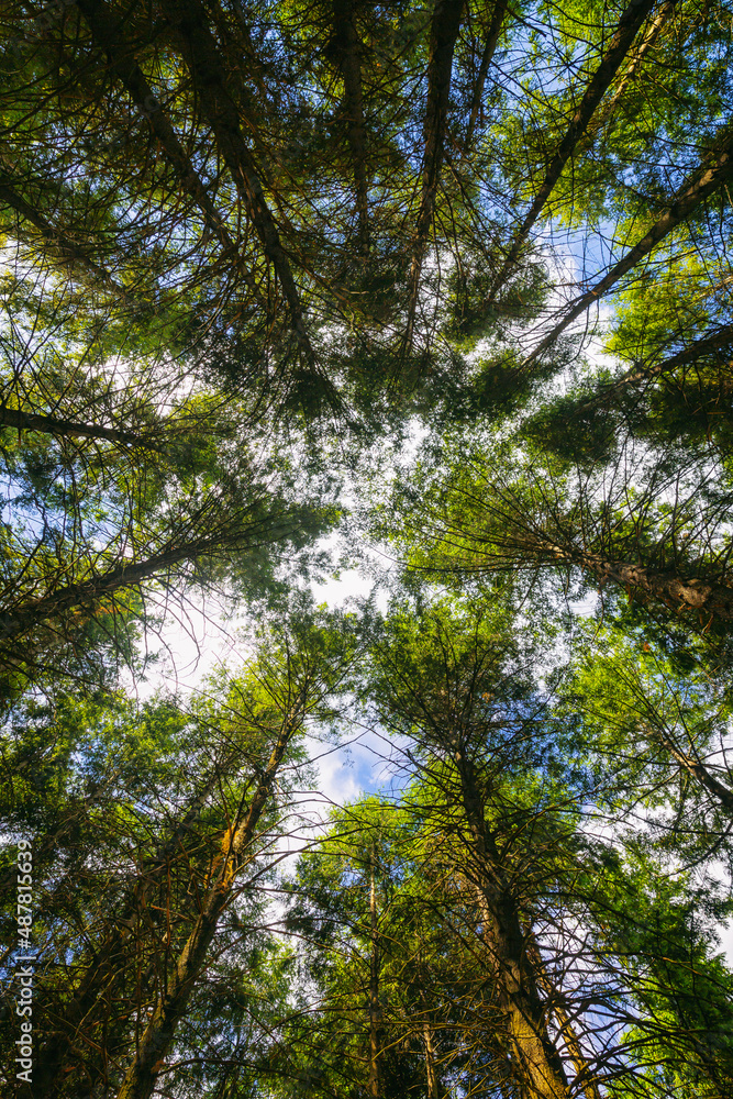 Fototapeta premium The Sila National Park