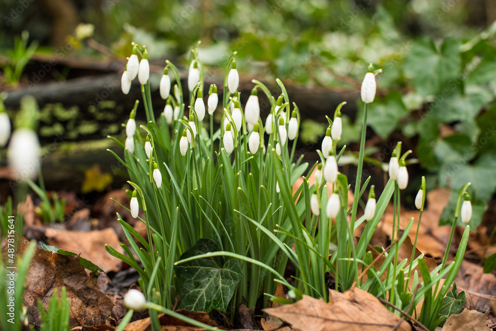 Fototapeta premium spring snowdrops in the grass