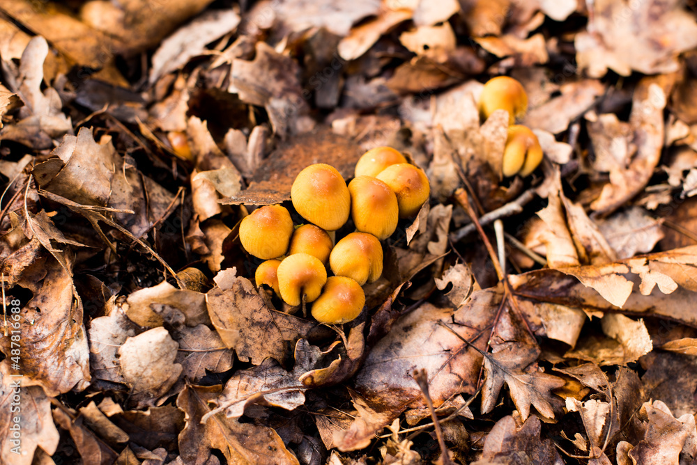 yellow mushrooms in autumn forest
