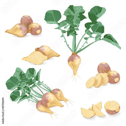 Set of rutabaga for banners, flyers, posters, cards. Whole, half, quarter, slices of Swedish turnip. Root of swede. Root vegetables. Vector illustration isolated on white background