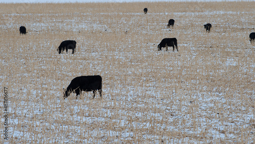 Fotografie black angus cows grazing in corn field in winter on cattle beef ranch agricultur