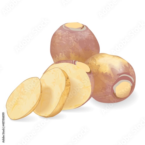 Whole and slices of rutabaga for banners, flyers, posters, cards. Root of swede. Fresh organic and healthy, diet and vegetarian root vegetables. Vector illustration isolated on white background