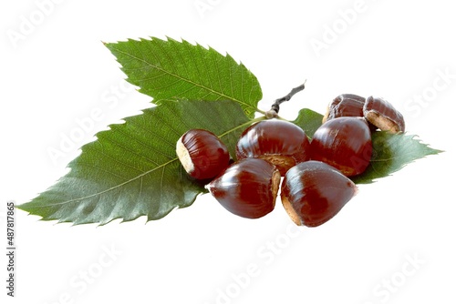 brown edible fruits of sweet chestnut  tree close up