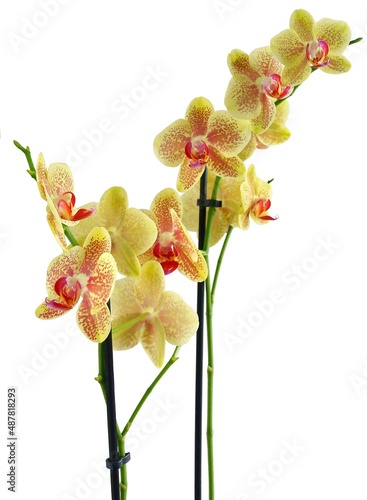 orchid phalaenopsis with yellow flowers isolated close up