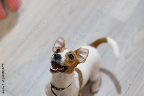 Fototapeta Naklejka Na Ścianę i Meble -  jack russell terrier waiting 