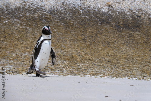 Boulders Beach in Simons Town, Cape Town, South Africa. Beautiful penguins. Colony of African penguins on a rocky beach in South Africa. 