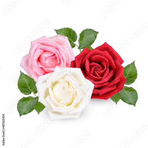 Red and Pink rose with water drops isolated on white background