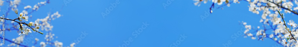 Spring banner with cherry blossom on blue sky background. Spring floral template with white cherry flowers and copy space for your text. Spring banner with cherry blossom on blue sky background. Spring floral template with white cherry flowers and copy space for your text.