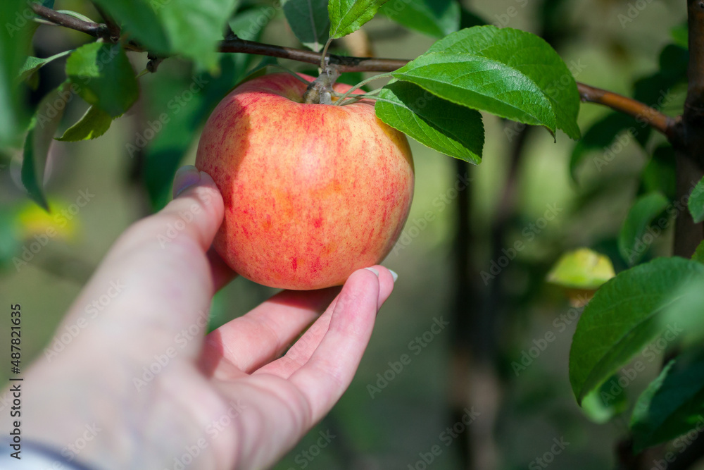 Hands picking an apple during main harvest season. Apple background. Female hands hold an apple Hands picking an apple during main harvest season. Apple background. Female hands hold an apple