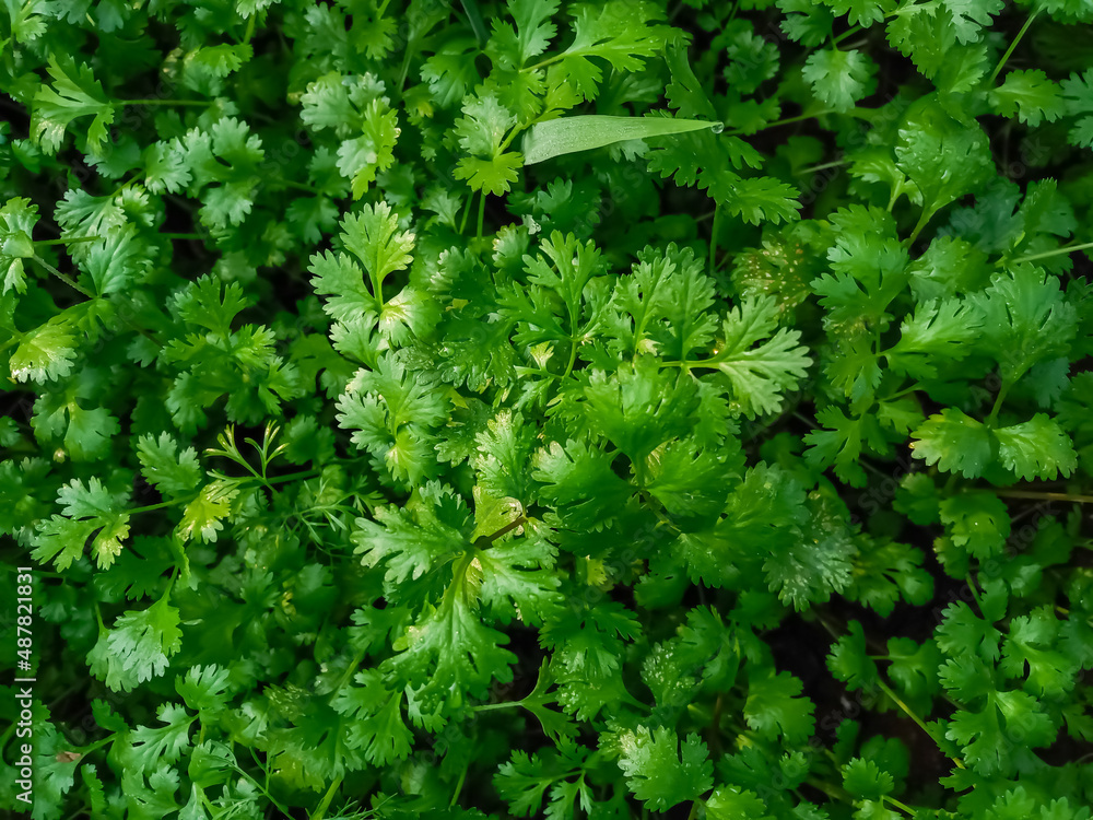 Cilantro is being grown on farms in India green leaves and organic fresh medicinall, healthy food Farming Cilantro is being grown on farms in India green leaves and organic fresh medicinall, healthy food Farming