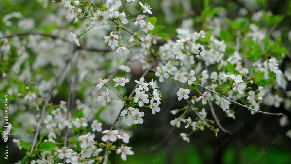 white cherry flowers in the spring garden day white cherry flowers in the spring garden day