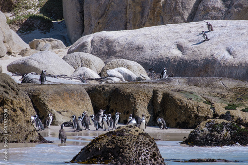 Boulders Beach in Simons Town, Cape Town, South Africa. Beautiful penguins. Colony of African penguins on a rocky beach in South Africa. 