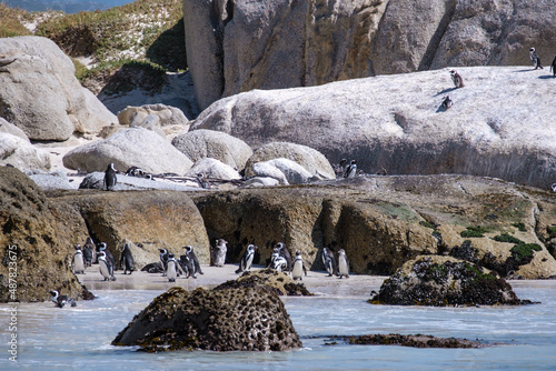 Boulders Beach in Simons Town, Cape Town, South Africa. Beautiful penguins. Colony of African penguins on a rocky beach in South Africa. 