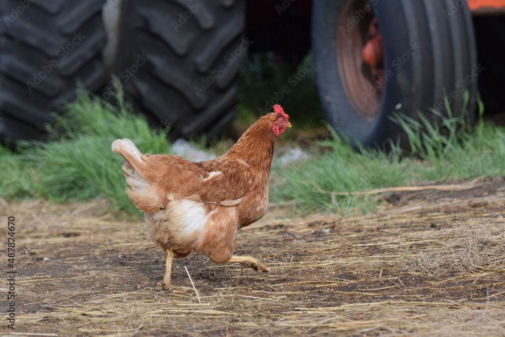 Fototapeta premium Chickens! Cluck Cluck!