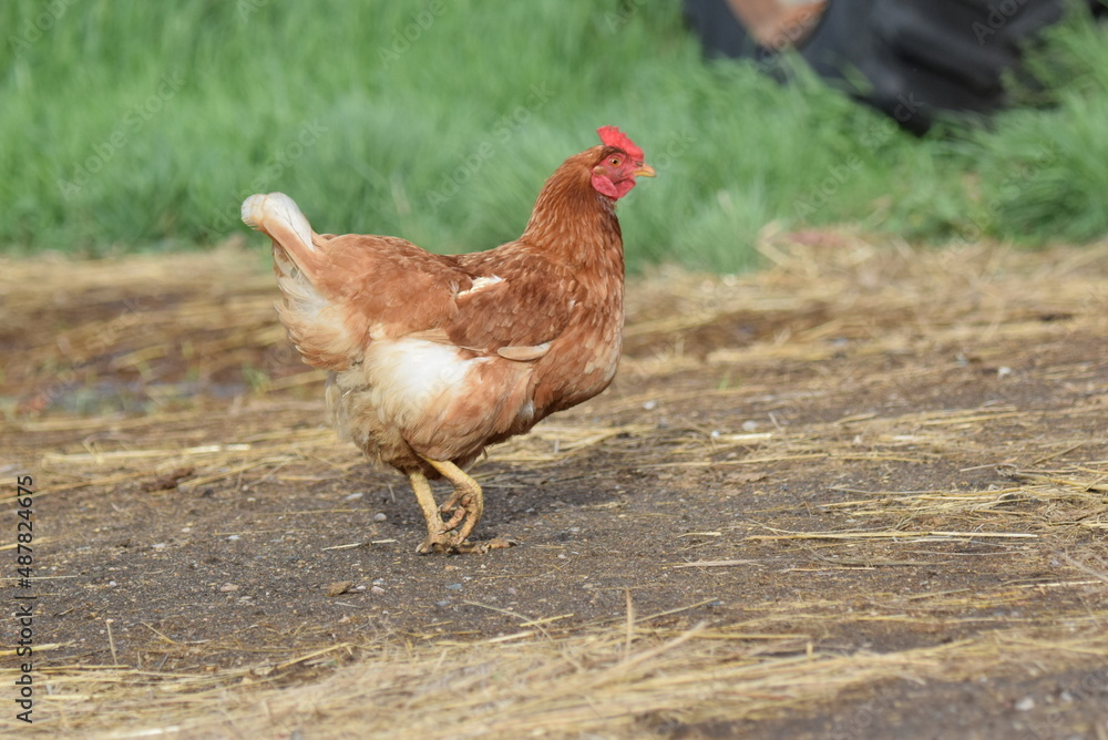 Fototapeta premium Chickens! Cluck Cluck!