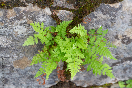 fern growing out of a grey stone covered with moss