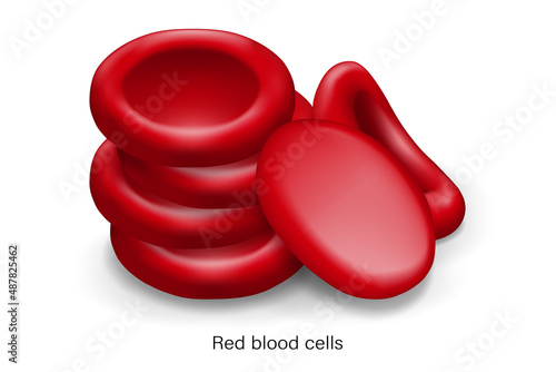 Erythrocytes. Red blood cells vector.