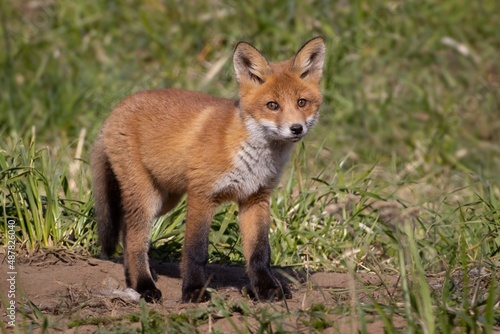 red fox in the wild © Мария Быкова