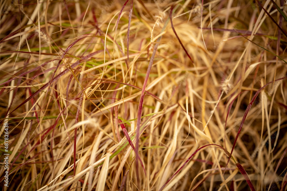 Tangle of Red and Brown blades of plants Tangle of Red and Brown blades of plants