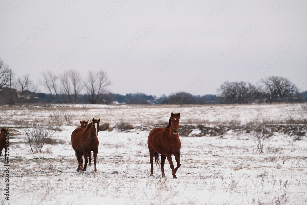 Herd of quarter horses run through snow on winter field in Texas landscape. Herd of quarter horses run through snow on winter field in Texas landscape.
