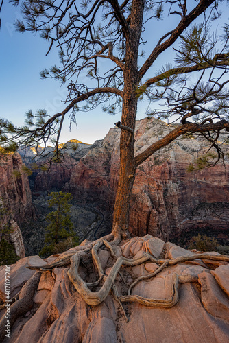 Tree Grows Over The Rocks On The Trail to Angels Landing