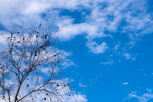 Silhouette of tree branches with no leaves against blue cloudy