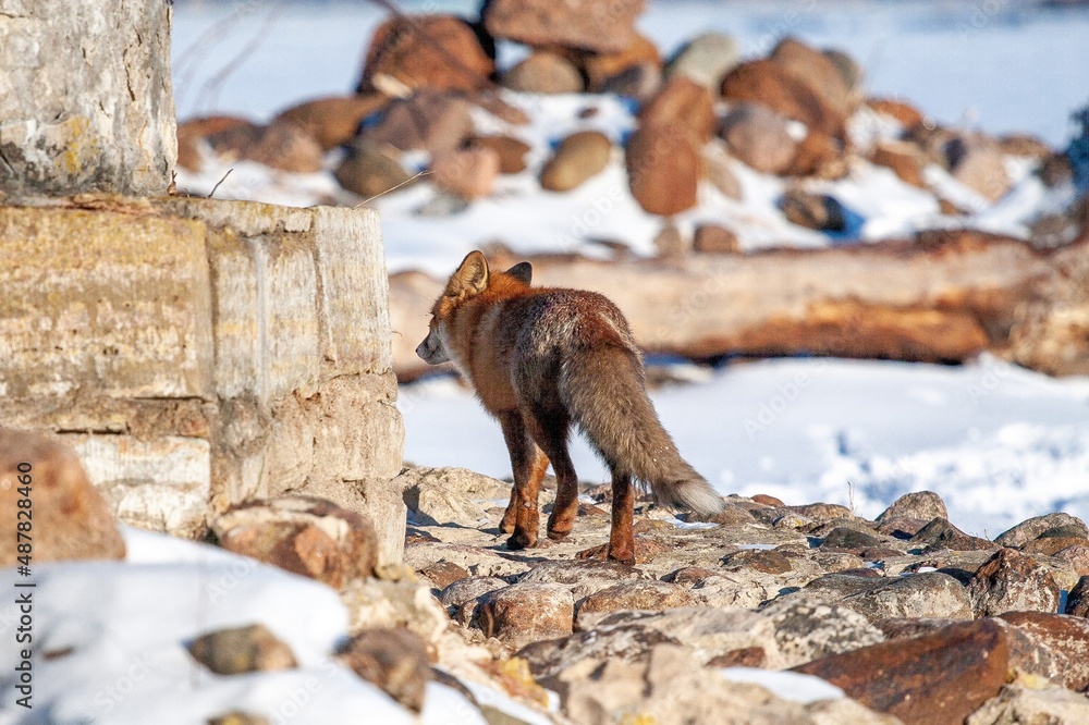 Obraz premium fox in the wild