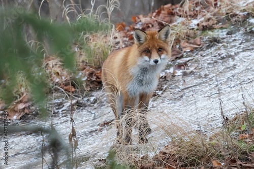 red fox in the grass