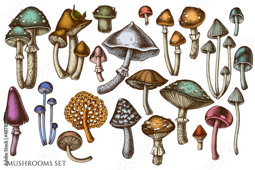 Forest mushrooms hand drawn vector illustrations collection. Colored mushrooms.