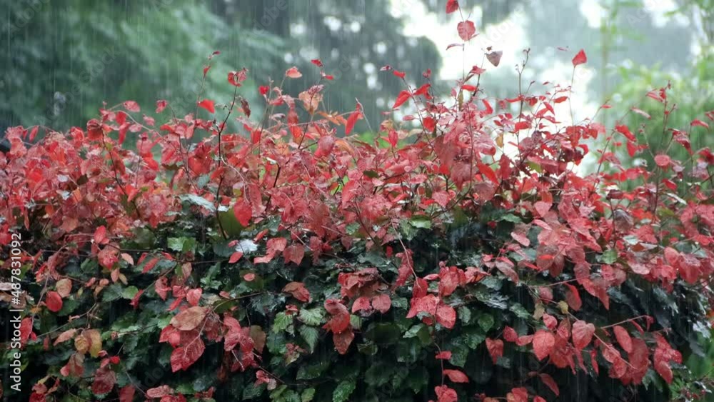strong rain on beech hedge Fagus sylvatica
strong rain on beech hedge Fagus sylvatica