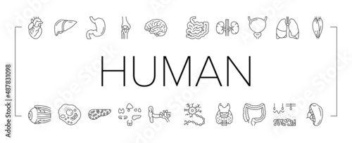 Human Internal Organ Anatomy Icons Set Vector .