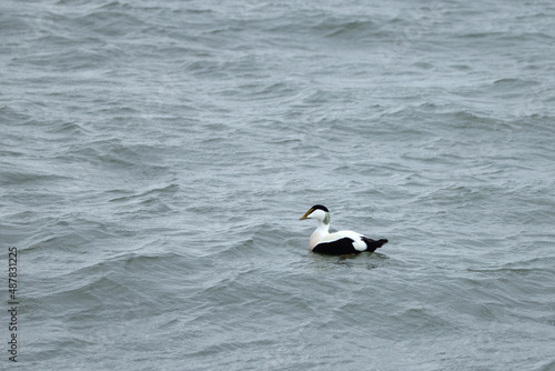 close up of cute eider sea duck swimming and diver in harbor in the morning in denmark scandinavian. wildlife animal seabird can find along the shoreline