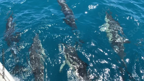 dolphins in the water