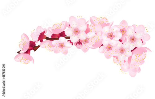 Branch of flowering apricot tree, element design template.