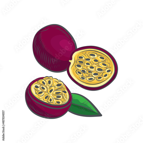 Passion fruit sketch vector illustration.